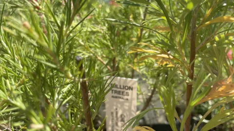 Trillion trees seedlings