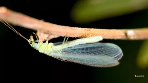 Lacewing