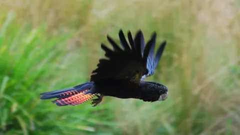 Red tailed Black Cockatoo in flight