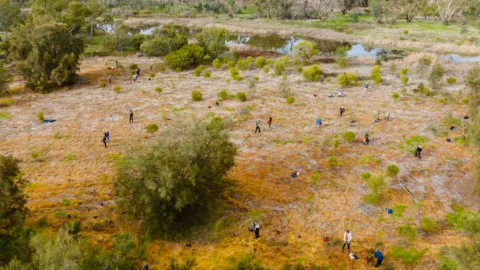 0099 TRILLIONTREES BASEIMAGERY