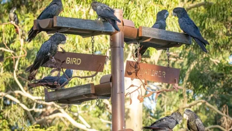 Black cockatoos at water trough