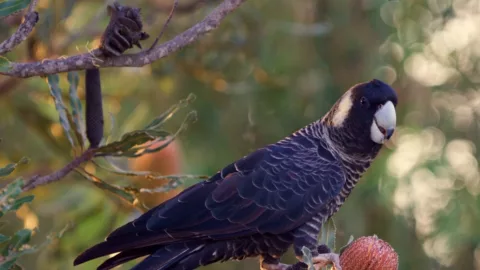 Carnabys Black Cockatoo C John Blakey 2016 birdlifephotography org au