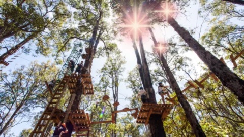 Treetops challenge 1