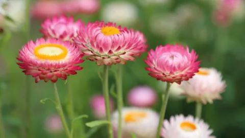 Everlasting daisies