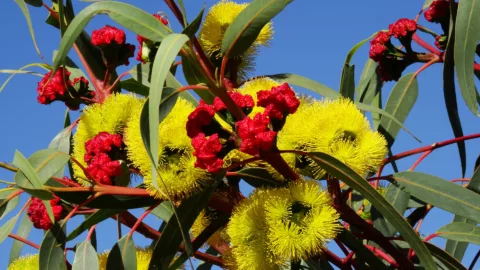 White We Are Hiring Instagram Post Facebook Post Banner Landscape