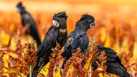 Cockatoos credit Georgina Barbour 2024