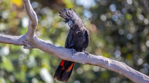 Cockatoo angela farnsworth 2025