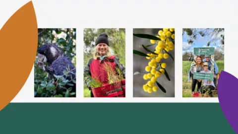 Trillion Trees Impact Report 2025 800 x 450 px 1