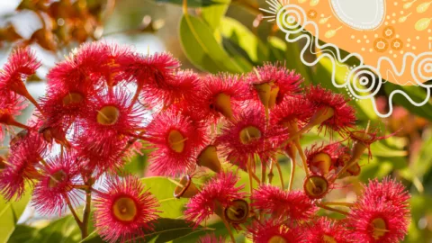 Noongar six seasons 800 x 450 px