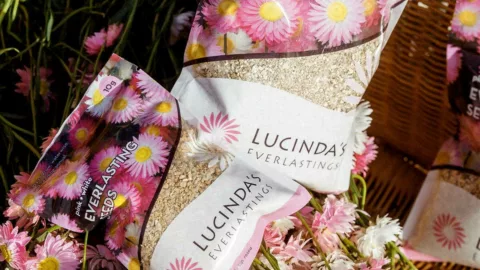 Lucinda Everlasting pack
