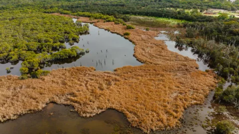 0094 TRILLIONTREES BASEIMAGERY