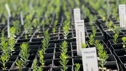 Seedlings