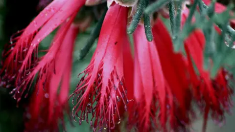 Calothamnus