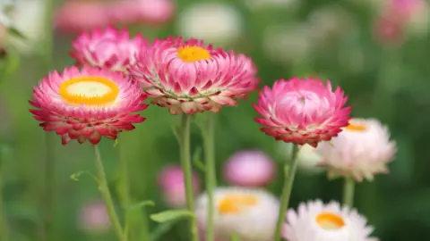 Everlasting daisies