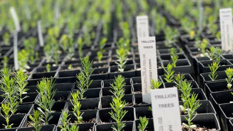 Seedlings
