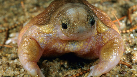 Turtle Frog