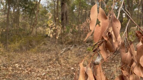 Dead leaves