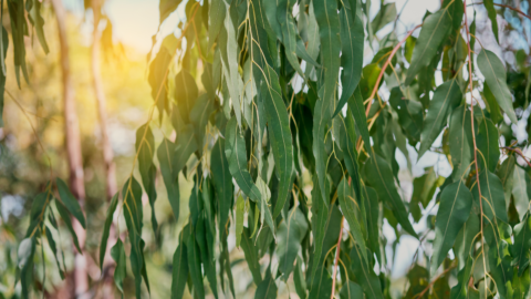 Eucalyptus banner