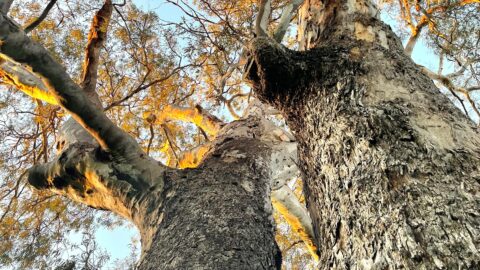 Tree guildford