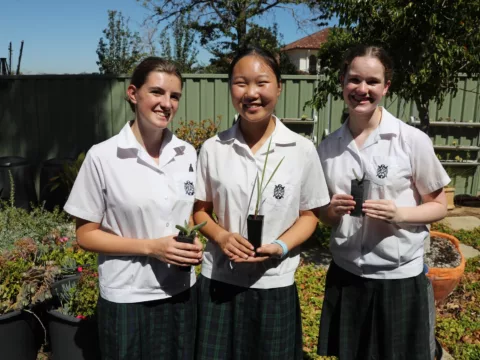 PLC planting activity