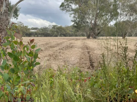 Guildford Meadow view