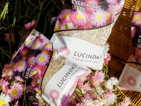 Lucinda Everlasting pack