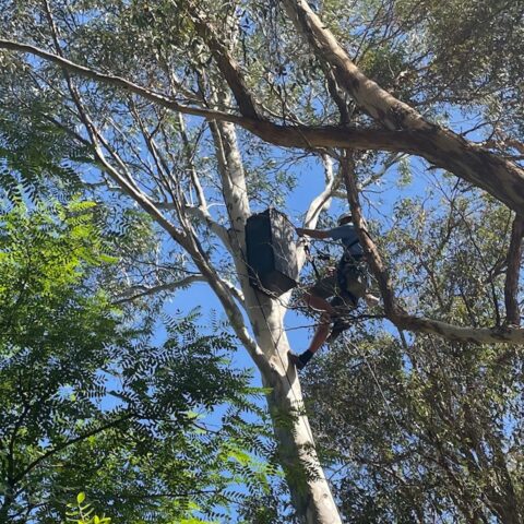 Simon installing nest box