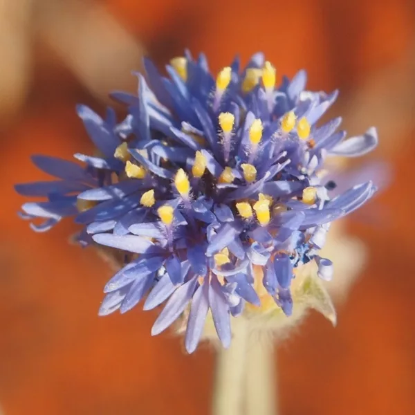 Brunonia flowers