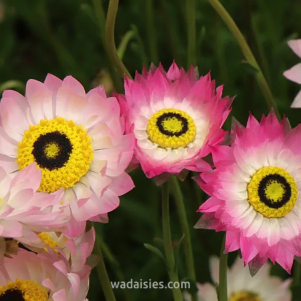 Rhodanthe chlorocephala ssp rosea