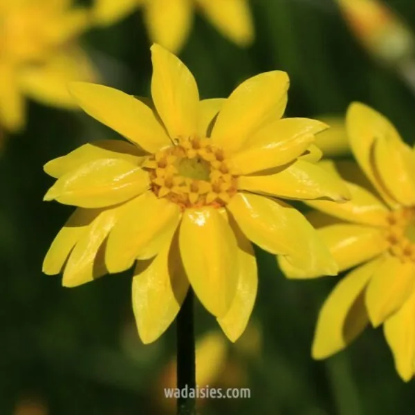 Sheonia filifolia