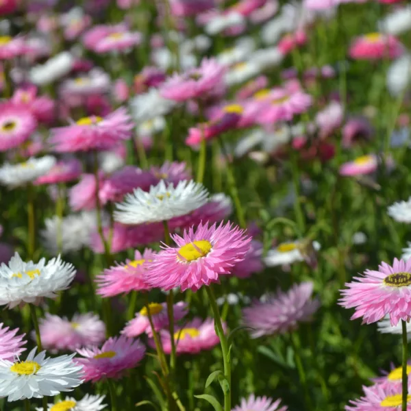 Everlasting daisy