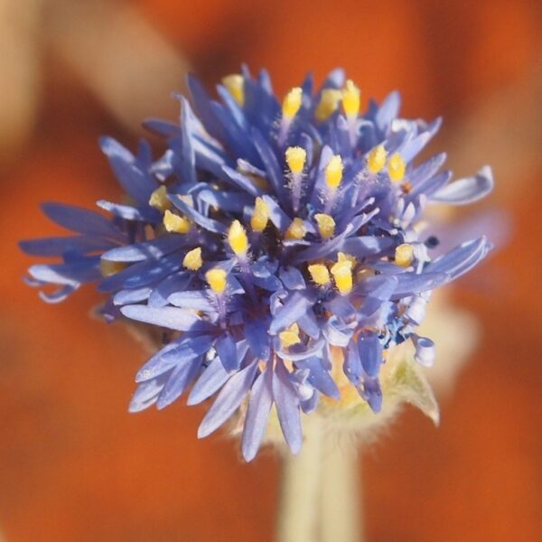 Brunonia flowers