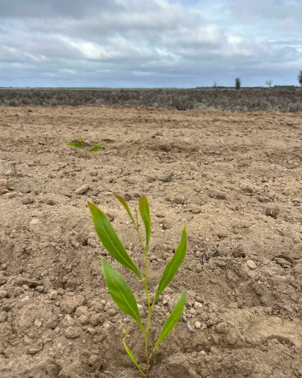 Planting acacia sp Wagin May 2025