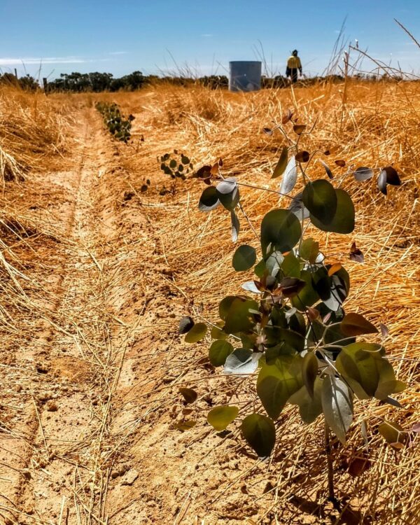 Activate planting