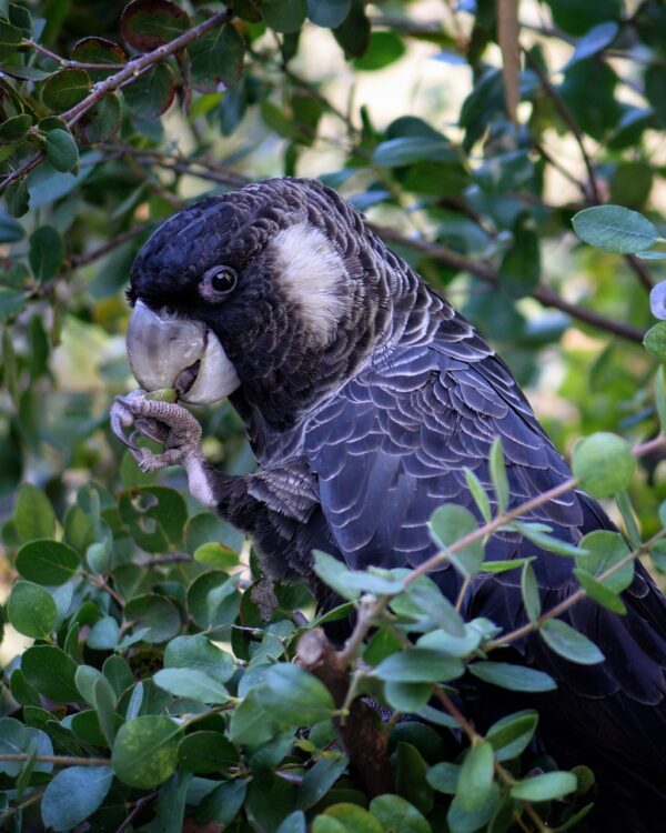 Cockatoo 6567862 1280