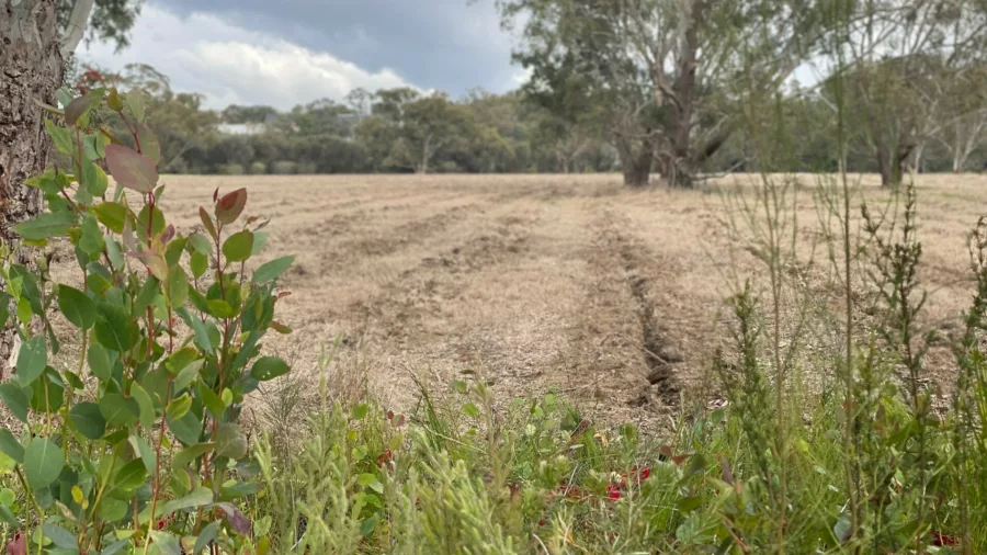 Guildford Meadow view
