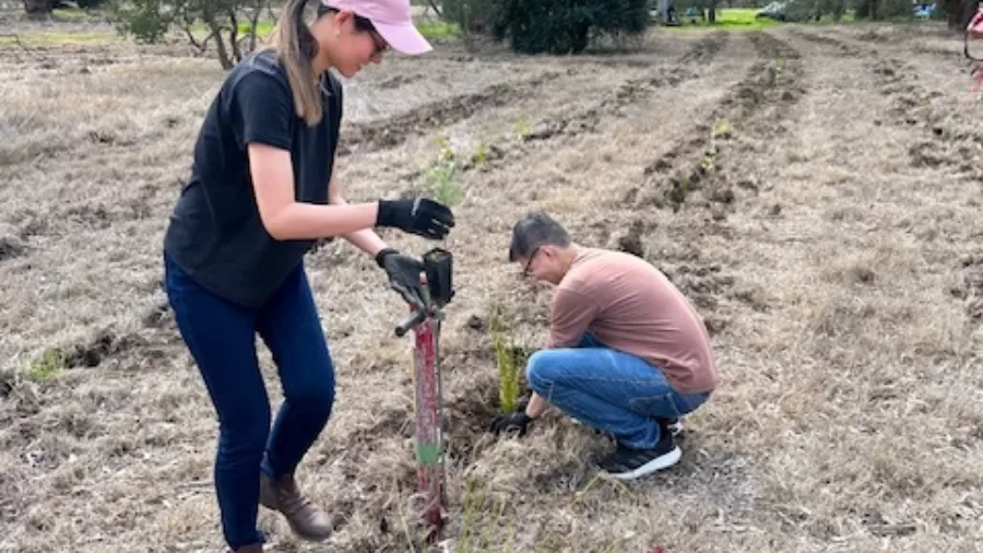 CBH staff planting Trillion Trees