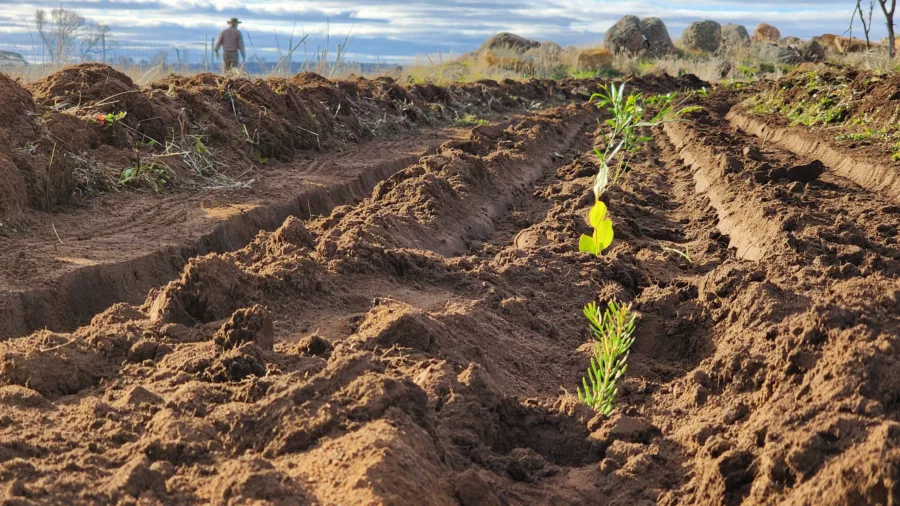 Seedlings2