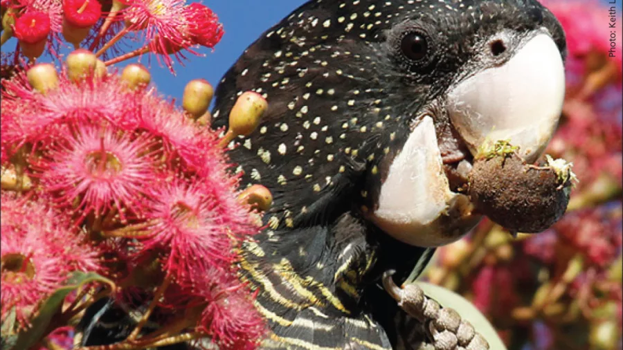 Djeran black cockatoo