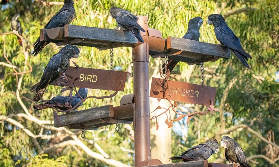 Black cockatoos at water trough