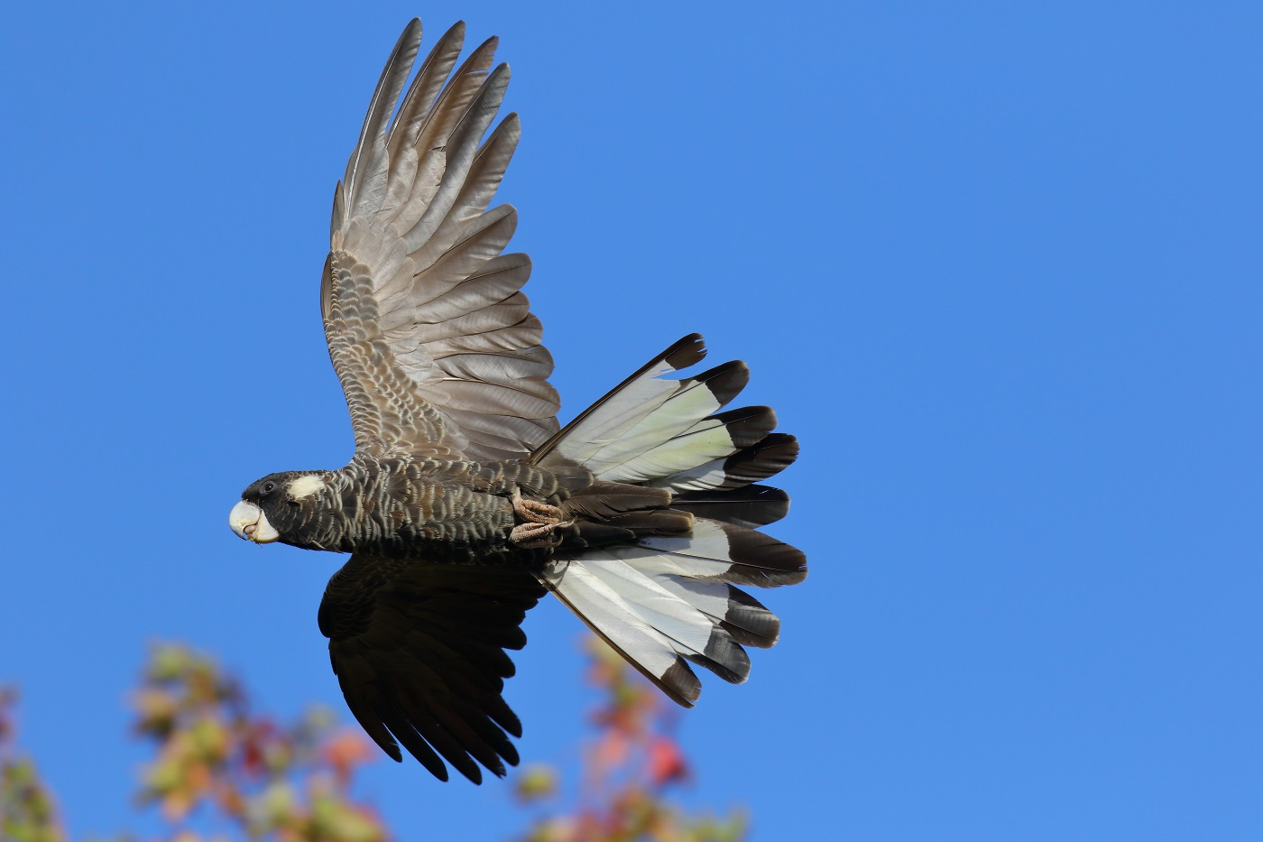 Carnaby's black cockatoo flying
