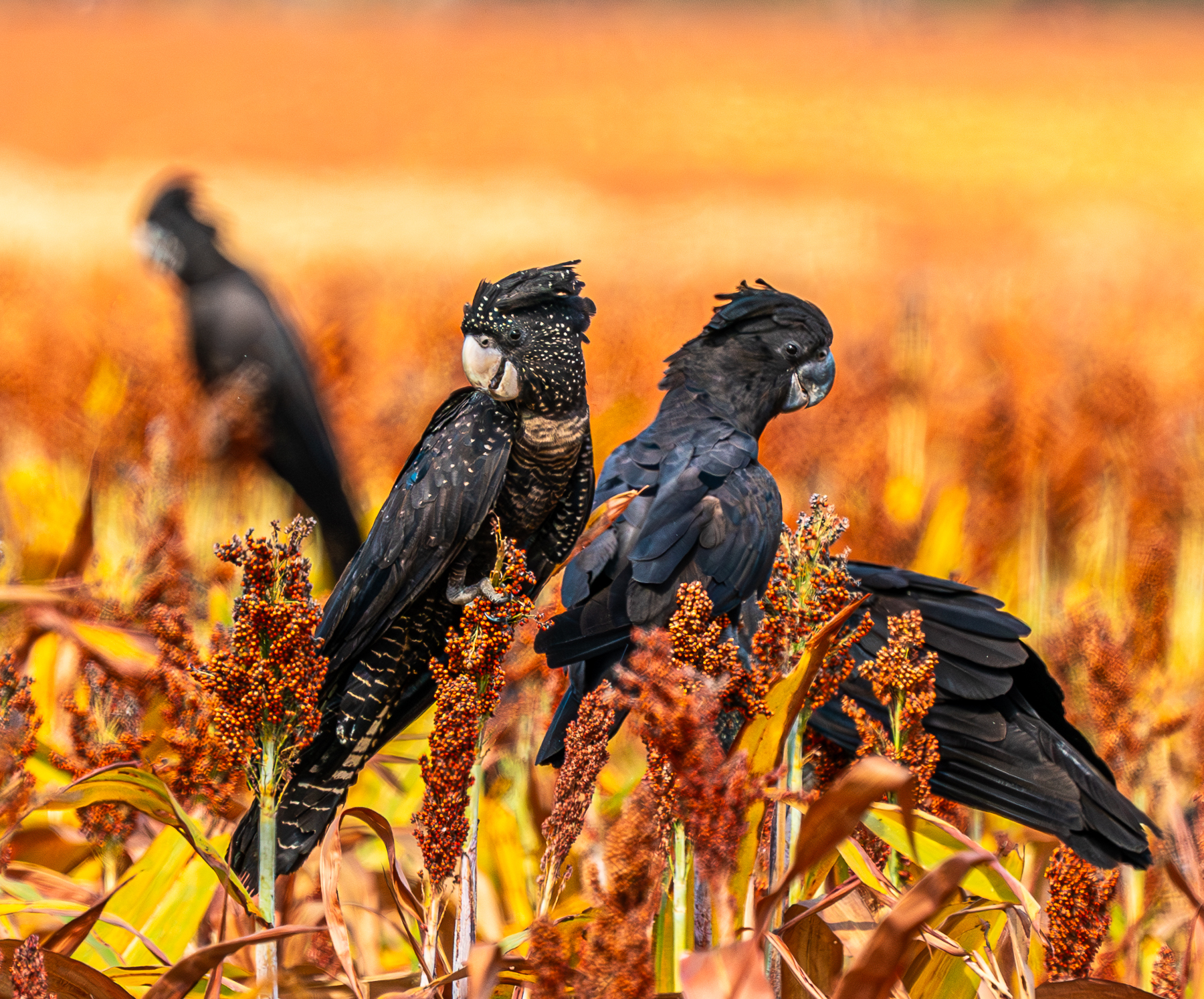 Red-tailed black cockatoos