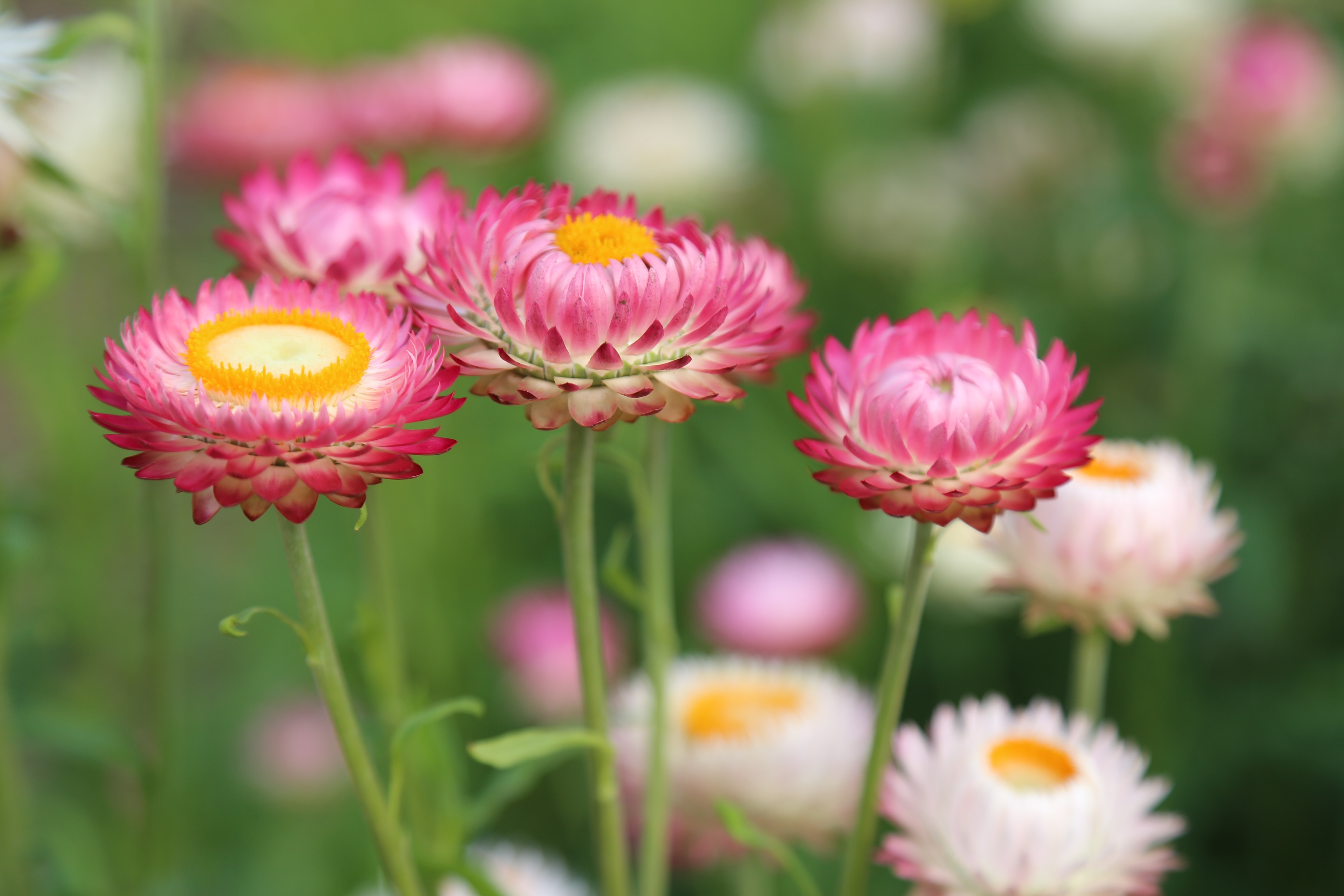 Everlasting daisies
