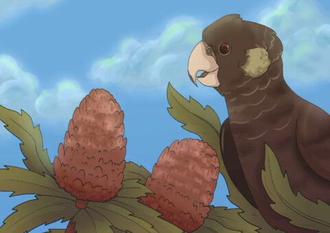Gift card image cockatoo