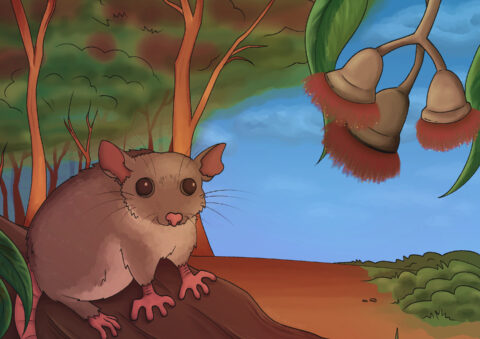 Gift card image possum