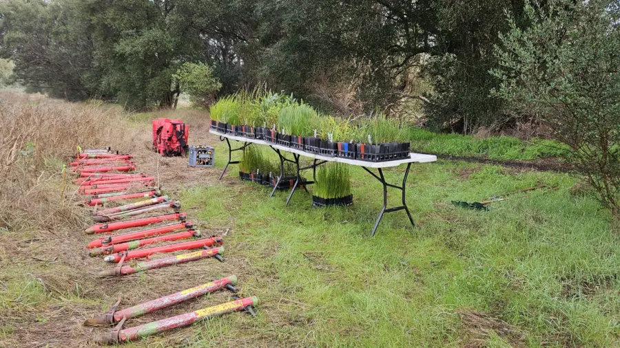 Trillion trees planting july10 2026 13