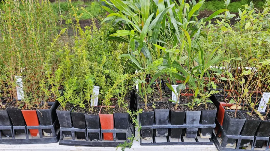 Trillion trees planting july10 2026 14