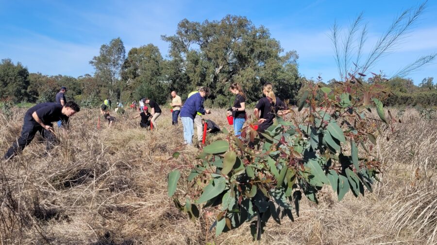 Trillion trees planting july29 2026 04