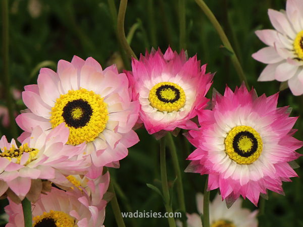 Rhodanthe chlorocephala ssp rosea
