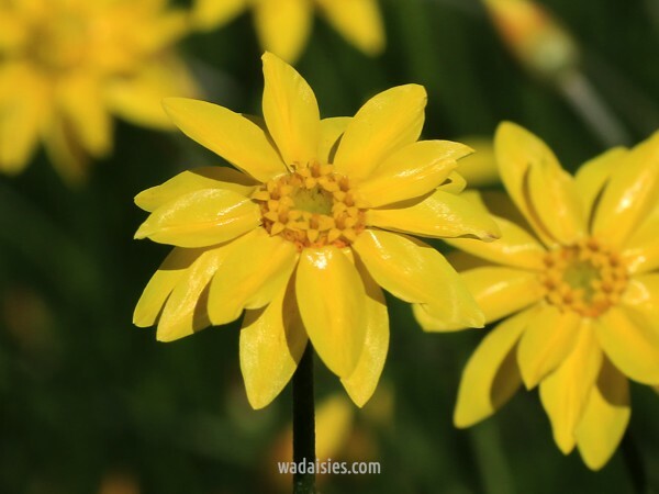 Sheonia filifolia